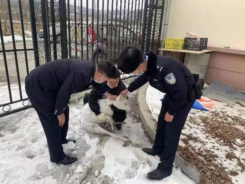 警民联手救助傻狍子，一场温馨的救援行动