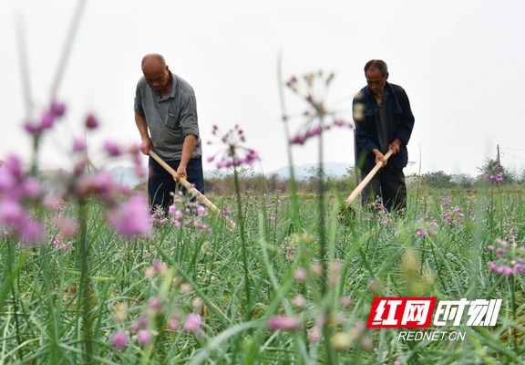 藠头飘香常宁，特色产业助增收