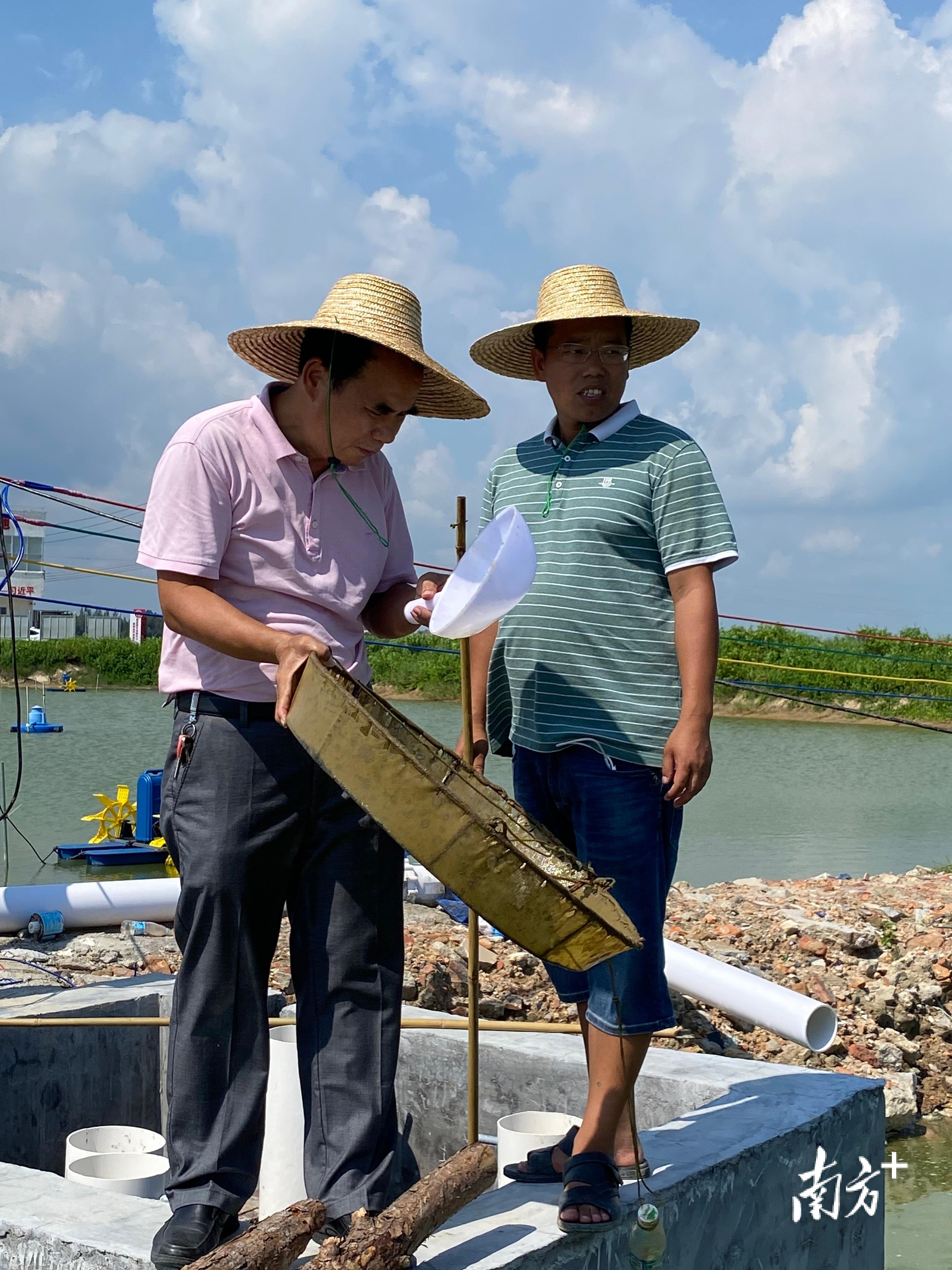 湛江虾崭露头角，两南美白对虾新品种通过国家审定，开启芯时代新征程