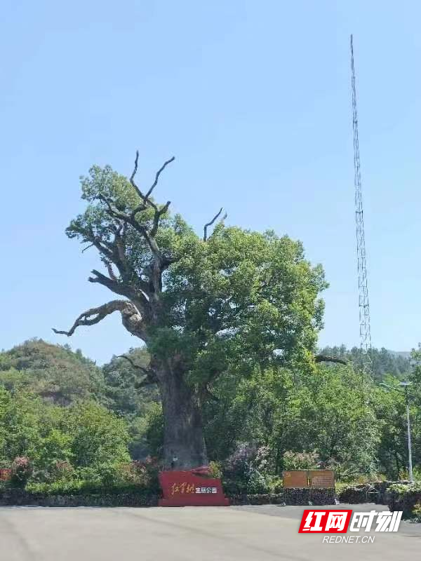 张家界慈利县金慈街道，守护古树名木，坚守绿色家园之根基