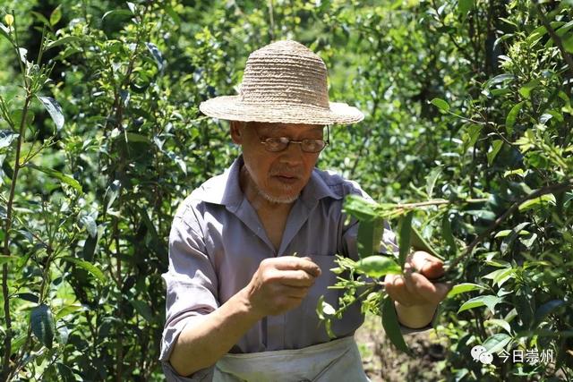 百年老字号带动农户致富，看图说镇的魅力所在