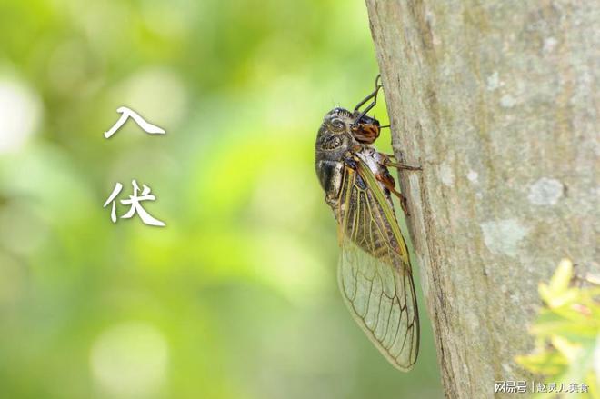 福建珍宝揭秘，百亿神秘之鱼与知了的和声