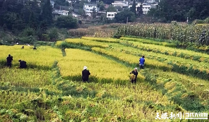 西秀区新场乡试点旱稻种植，探索产粮新路