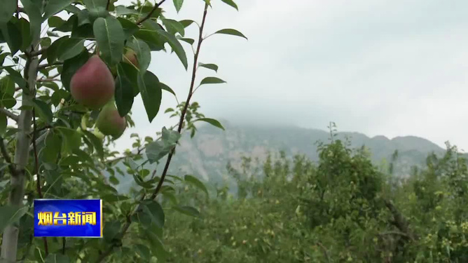 油茶世界探秘，硕果满枝，飘香四溢