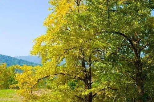 广西漠川乡银杏季盛景呈现