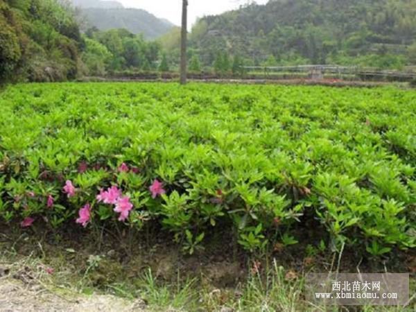 文根深旅叶茂，魅力宠客之城繁花似锦