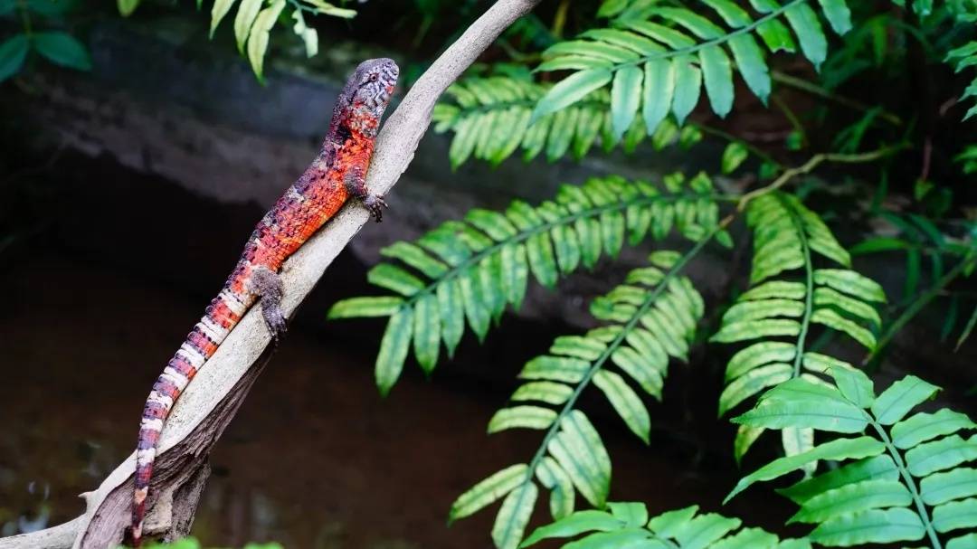 韶关除了马骝还有众多可爱生物出没，自然野趣尽显魅力