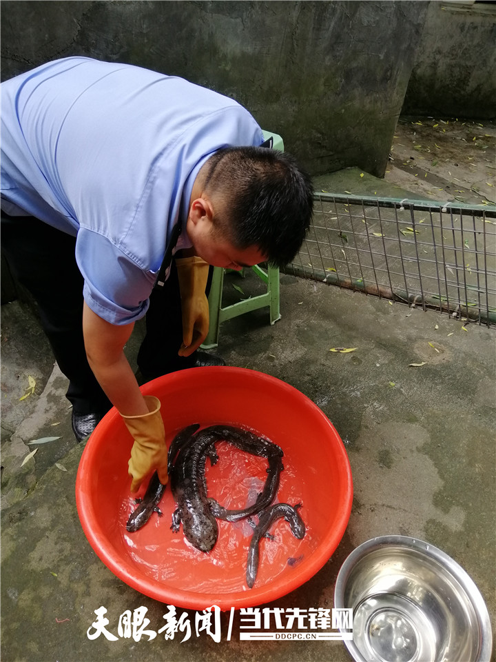 探访和美乡村，探寻珙县娃娃鱼之旅