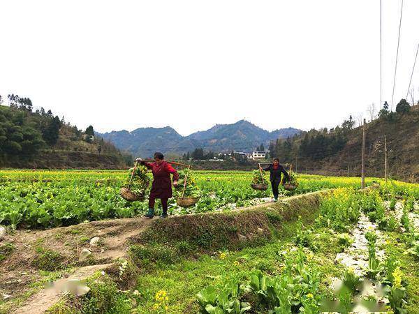 岑巩县百合丰收，地生金闪耀丰收季