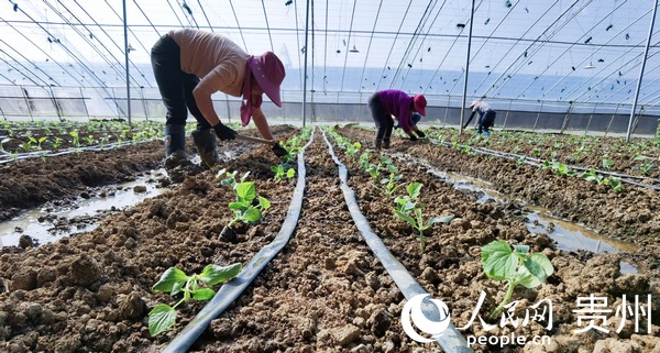 新蒲新区，食用菌产业助力农民增收致富