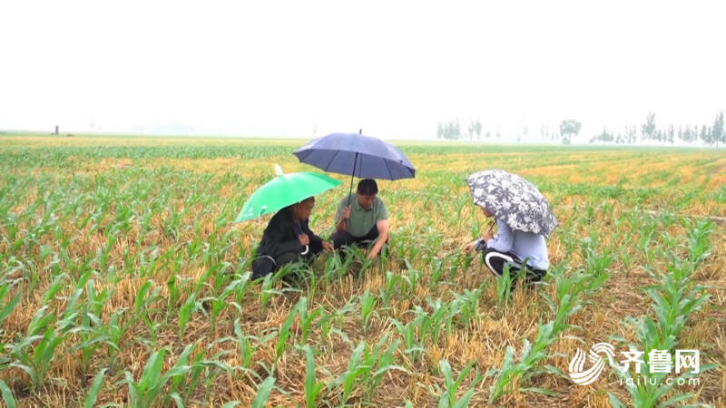 保定竞秀区农技专家指导冬小麦田间管理技巧