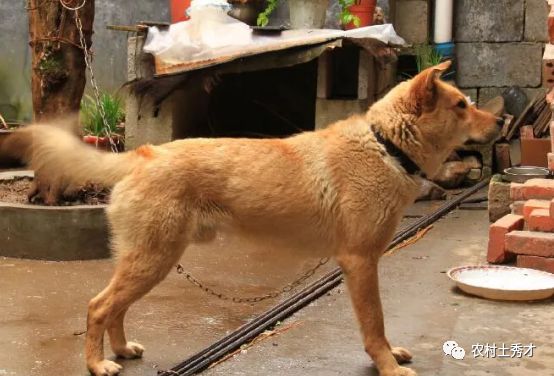 本地土狗土松犬，从被忽视到身价上万，逆袭之路揭秘