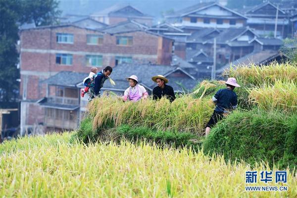 月亮山梯田秋收忙