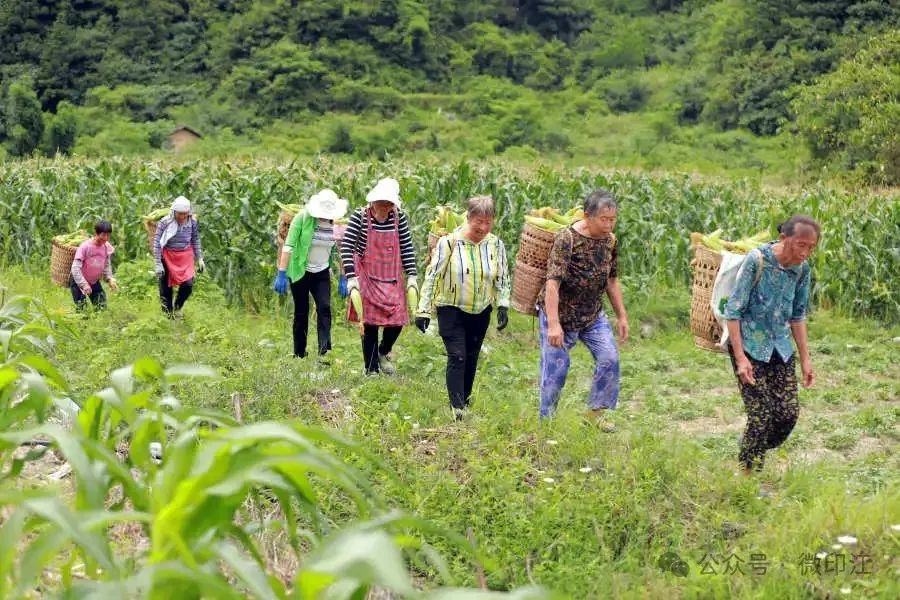 印江县杨柳镇丰收喜悦四溢