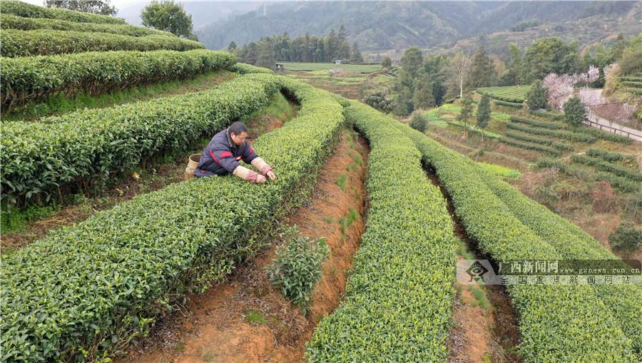 广西三江初冬茶园美景如画