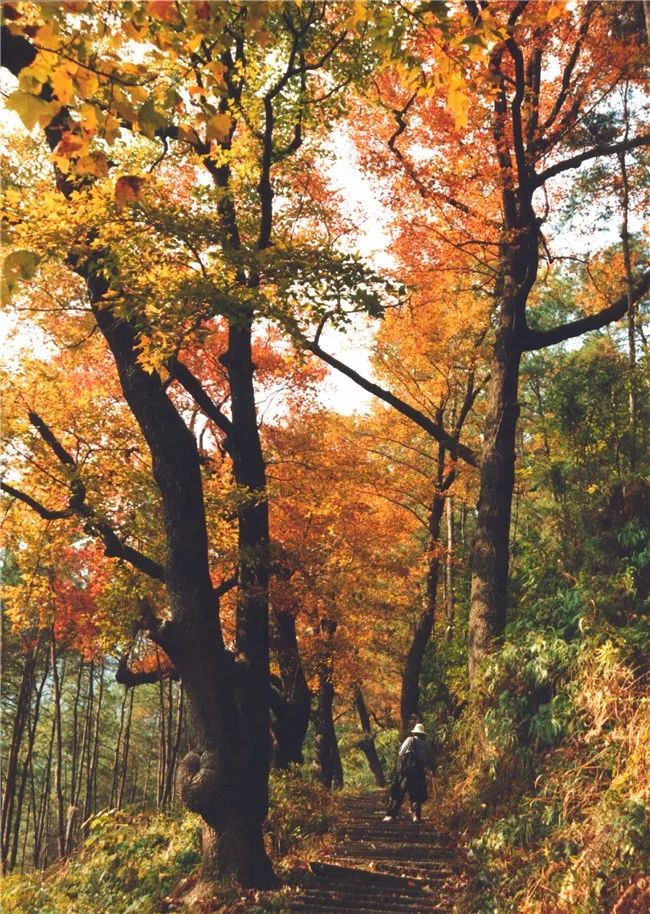 秦岭枫景，如画之韵