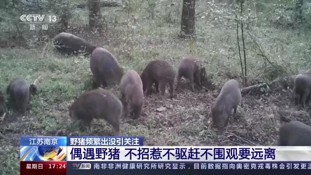 南京野猪数量调控成功，城市生态管理的典范案例，累计调控野猪达356头